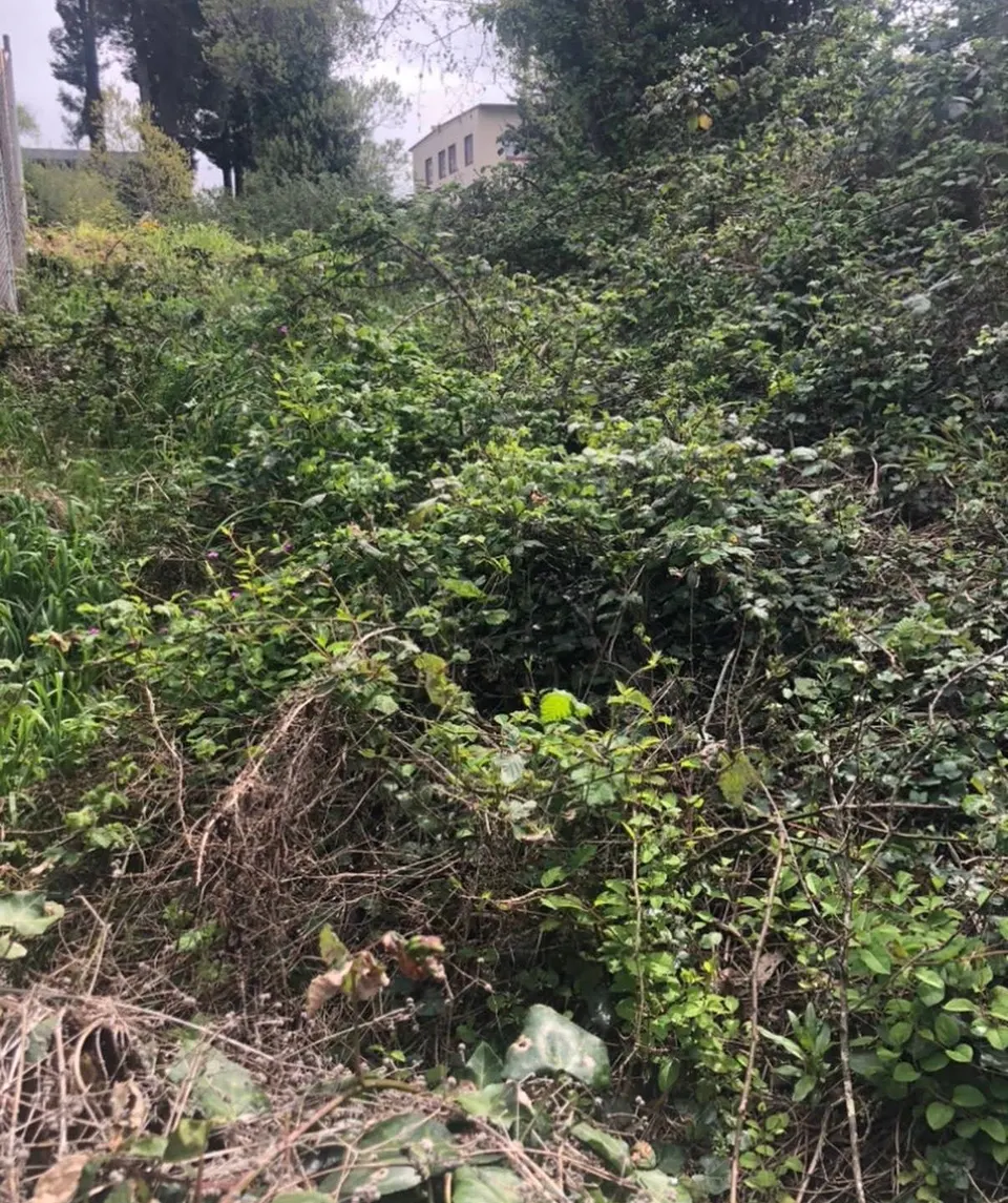 Overgrown blackberry and brush swallowing a fence line before clearing