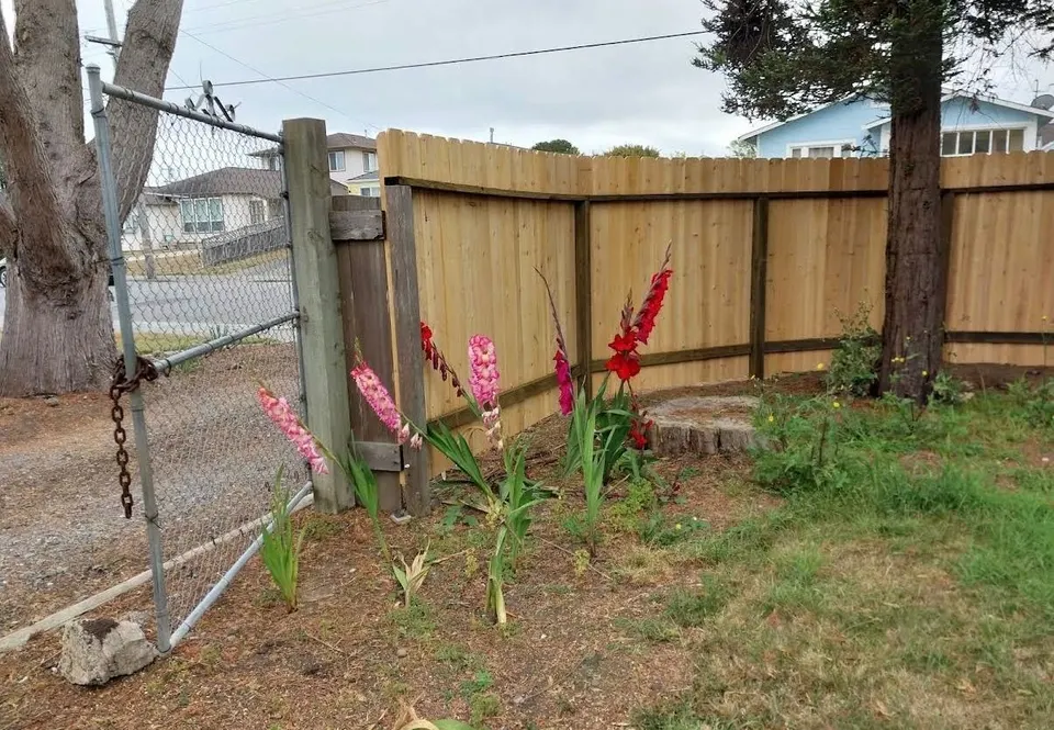 New cedar privacy fence rising behind a row of blooming gladiolas at a corner gate