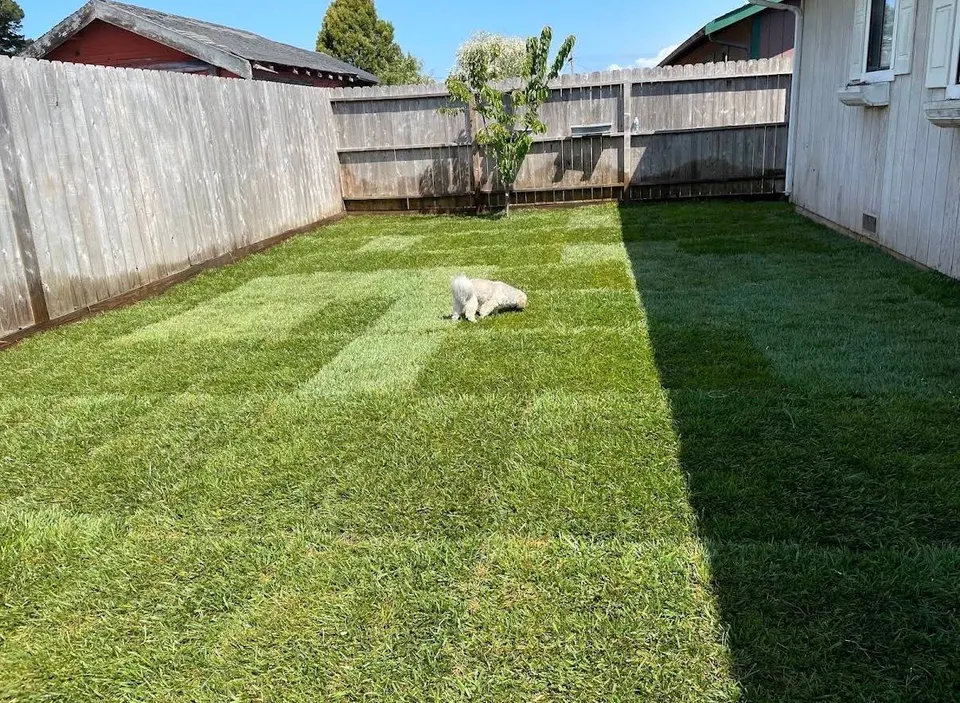 Freshly installed sod lawn filling a fenced backyard, with the family cat inspecting the seams