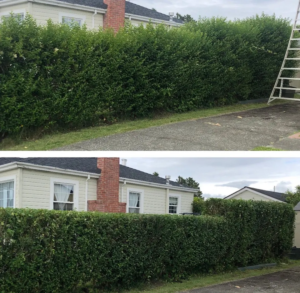 Before and after of an overgrown laurel hedge trimmed into a clean squared shape